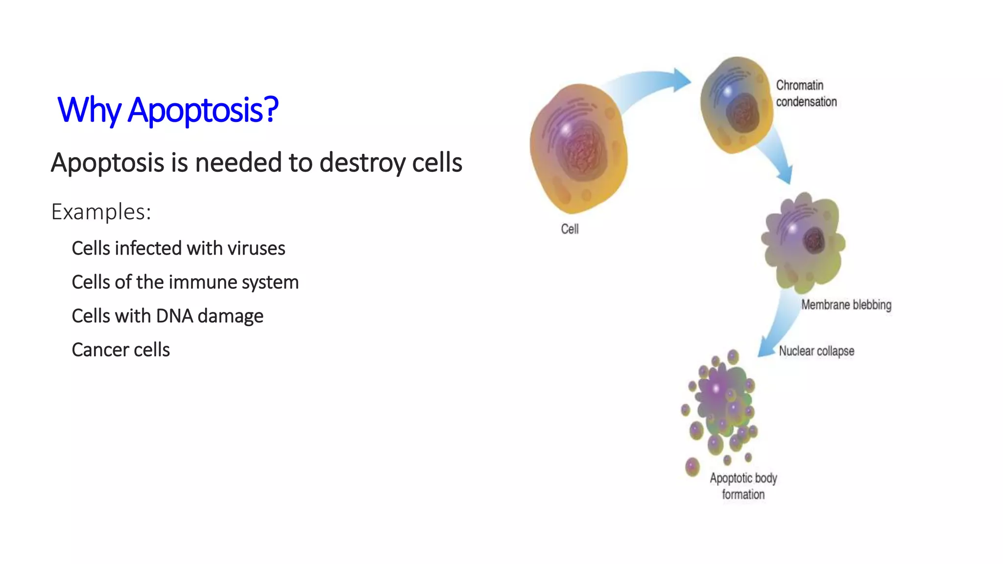 WhyApoptosis?
Apoptosis is needed to destroy cells
Examples:
Cells infected with viruses
Cells of the immune system
Cells with DNA damage
Cancer cells
 