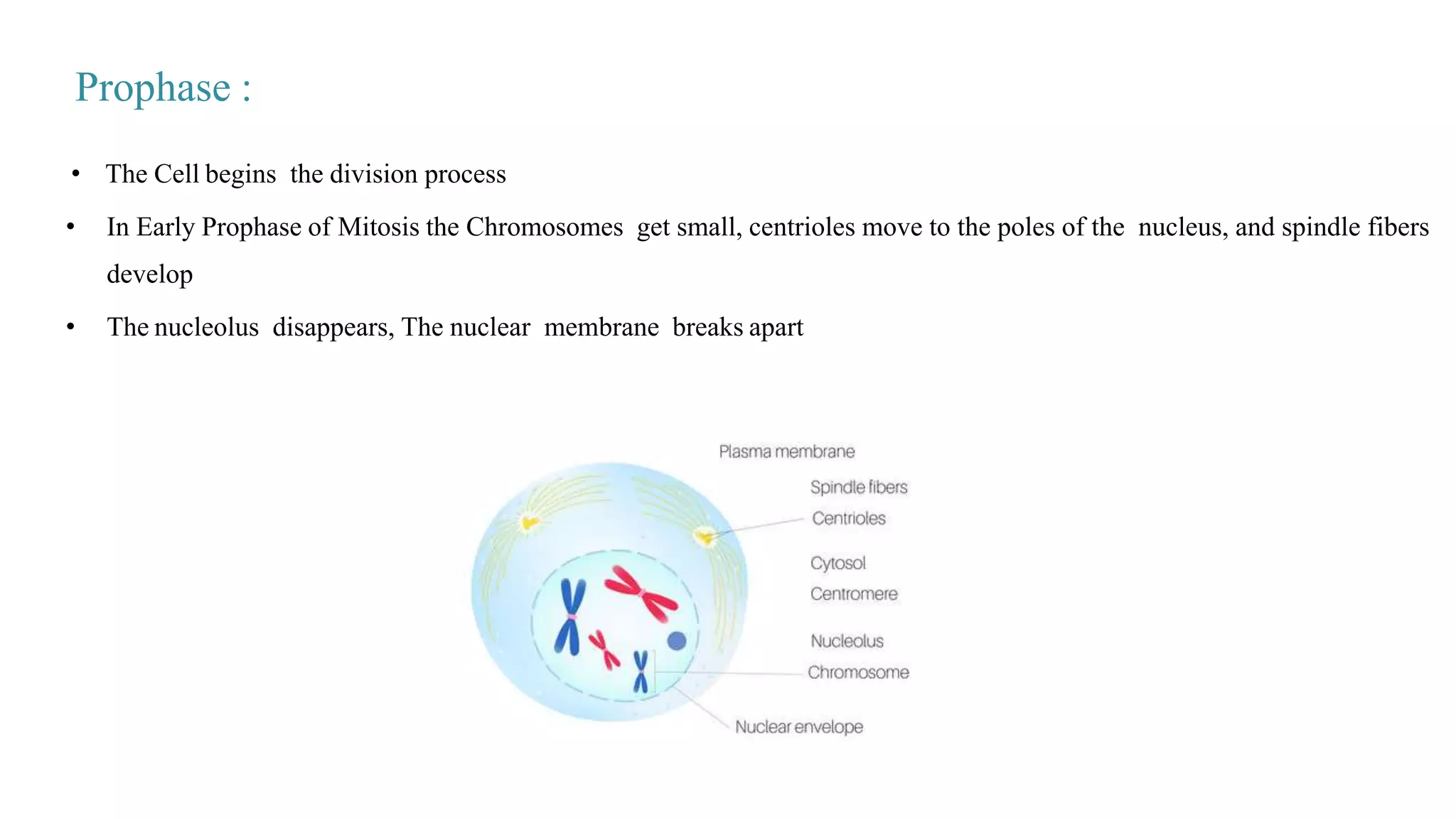 • The Cell begins the division process
• In Early Prophase of Mitosis the Chromosomes get small, centrioles move to the poles of the nucleus, and spindle fibers
develop
• The nucleolus disappears, The nuclear membrane breaks apart
Prophase :
 