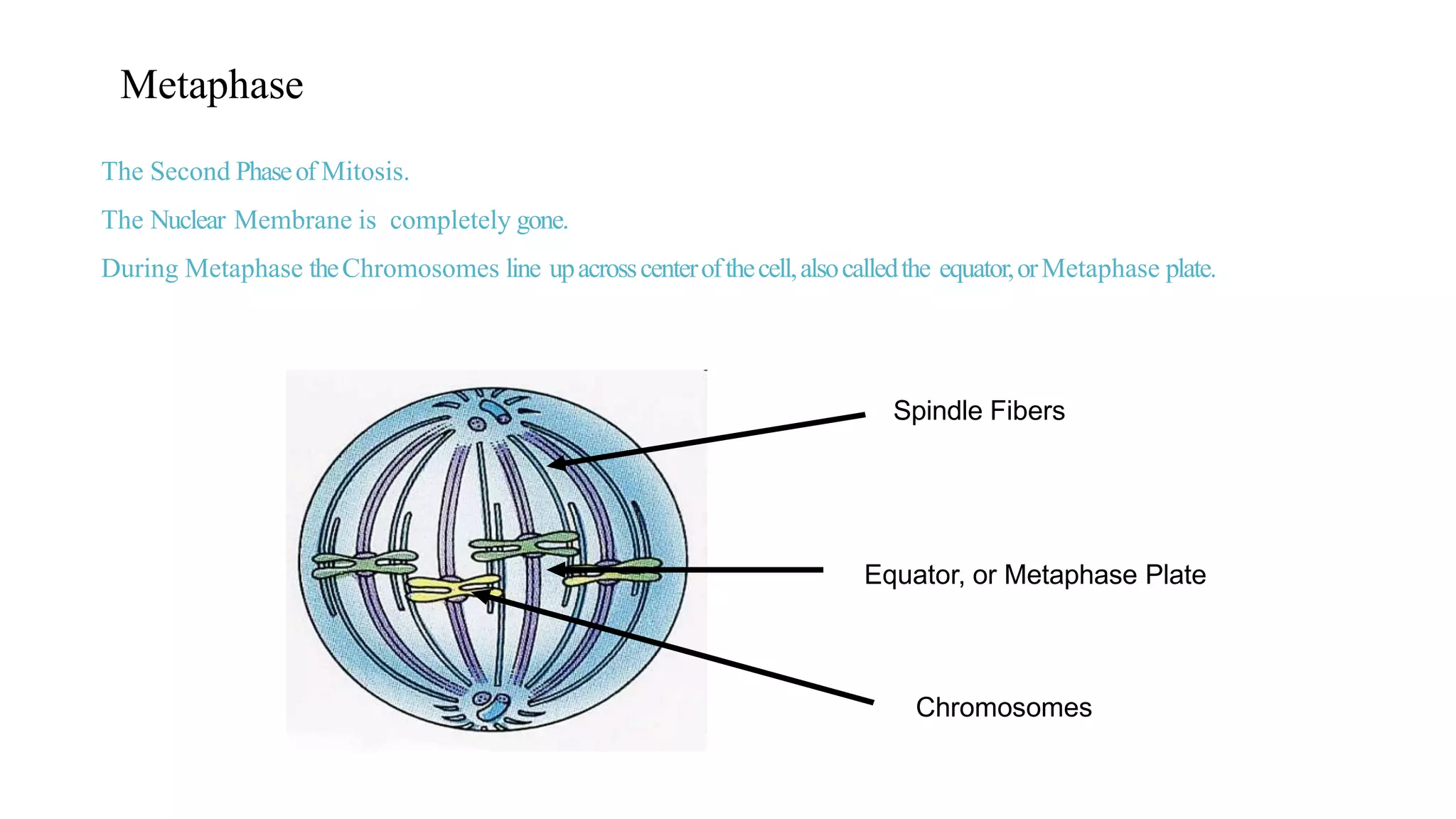 The Second Phaseof Mitosis.
The Nuclear Membrane is completely gone.
During Metaphase theChromosomes line upacrosscenterofthecell,alsocalledthe equator,orMetaphase plate.
Spindle Fibers
Chromosomes
Equator, or Metaphase Plate
Metaphase
 