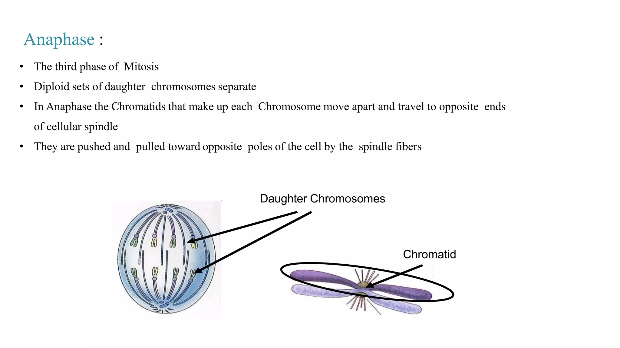 • The third phase of Mitosis
• Diploid sets of daughter chromosomes separate
• In Anaphase the Chromatids that make up each Chromosome move apart and travel to opposite ends
of cellular spindle
• They are pushed and pulled toward opposite poles of the cell by the spindle fibers
Anaphase :
Daughter Chromosomes
Chromatid
 