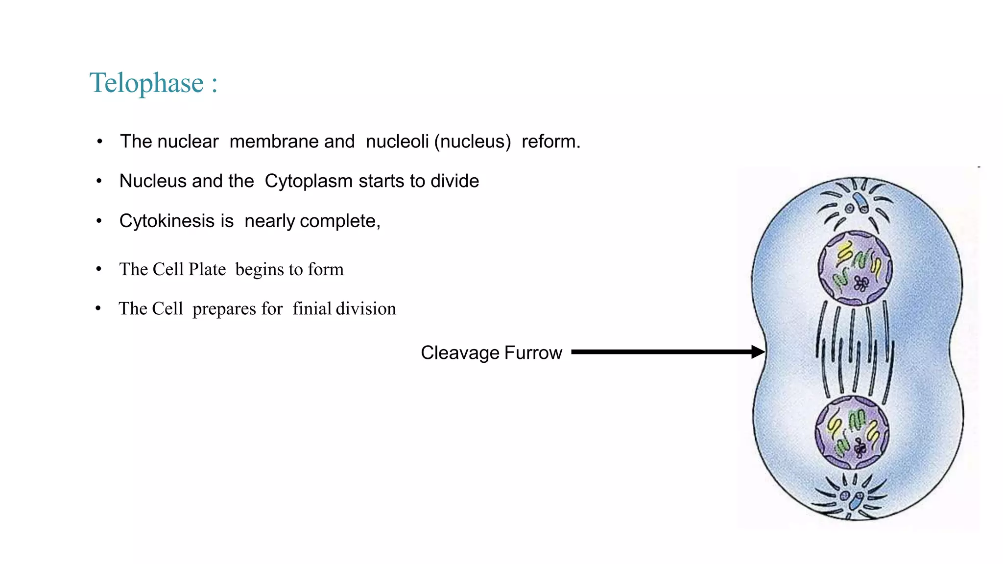 • Nucleus and the Cytoplasm starts to divide
• Cytokinesis is nearly complete,
• The nuclear membrane and nucleoli (nucleus) reform.
Telophase :
• The Cell Plate begins to form
• The Cell prepares for finial division
Cleavage Furrow
 