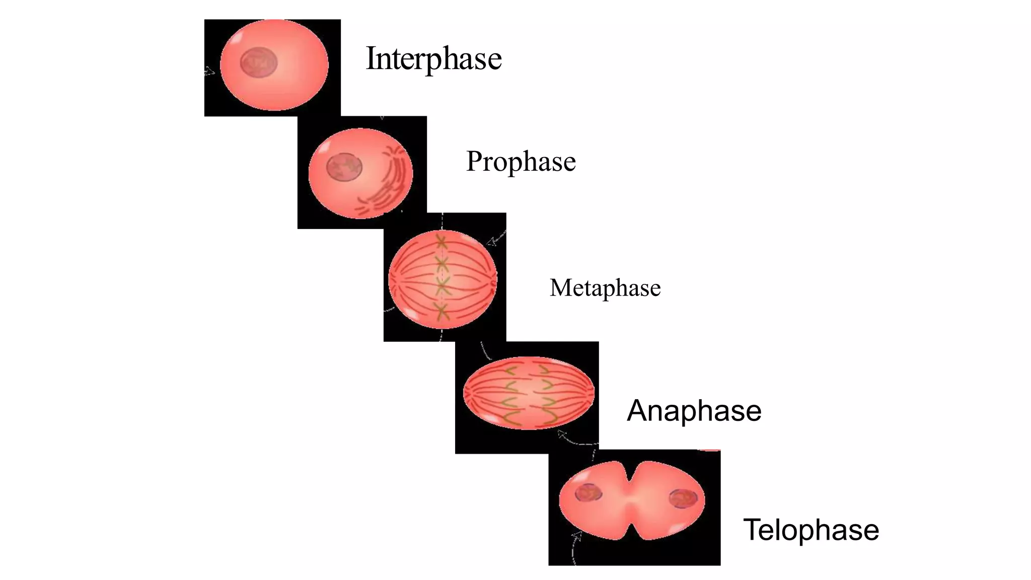 Prophase
Metaphase
Anaphase
Telophase
Interphase
 