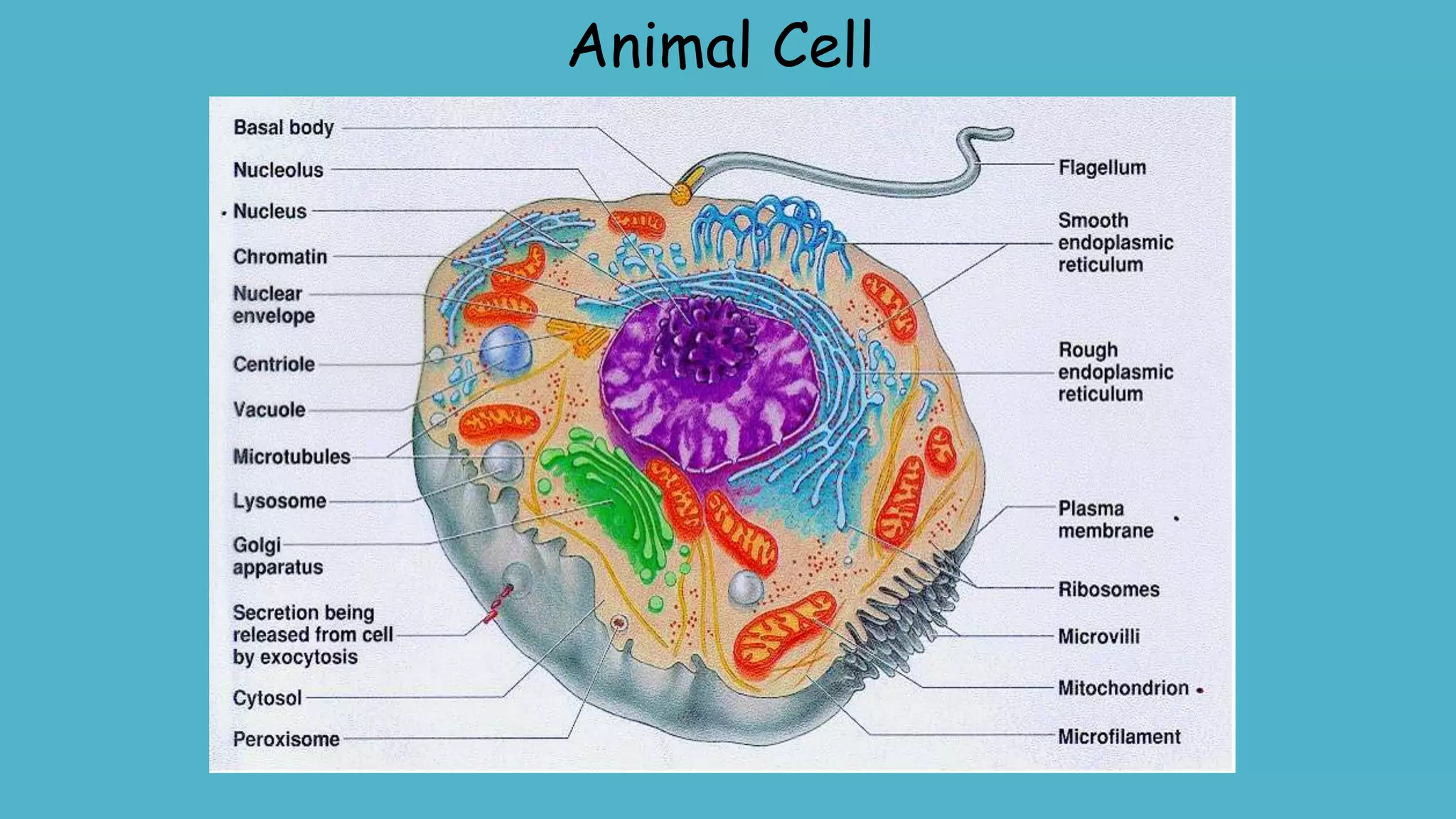 Animal Cell
 