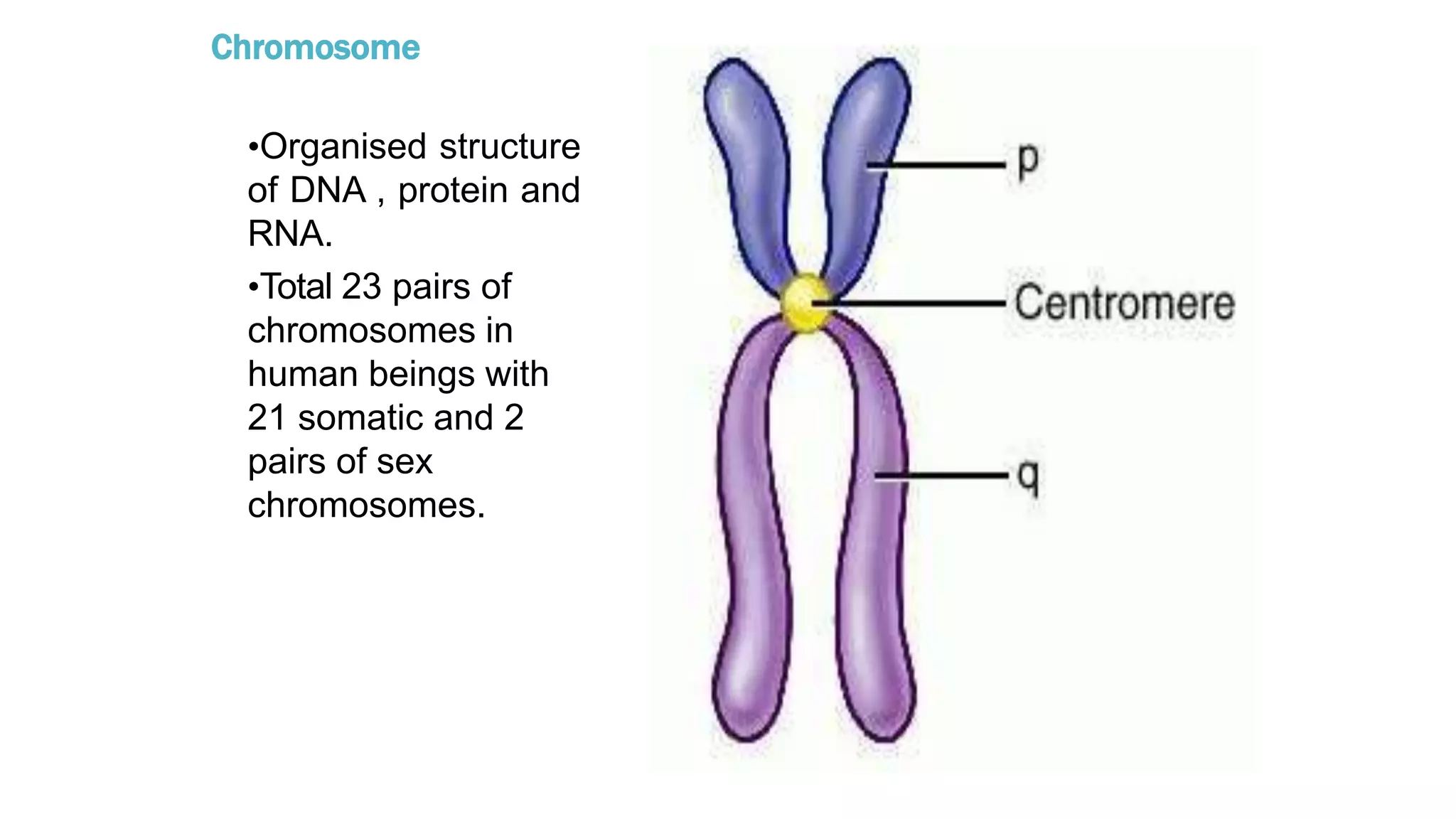 Chromosome
•Organised structure
of DNA , protein and
RNA.
•Total 23 pairs of
chromosomes in
human beings with
21 somatic and 2
pairs of sex
chromosomes.
 