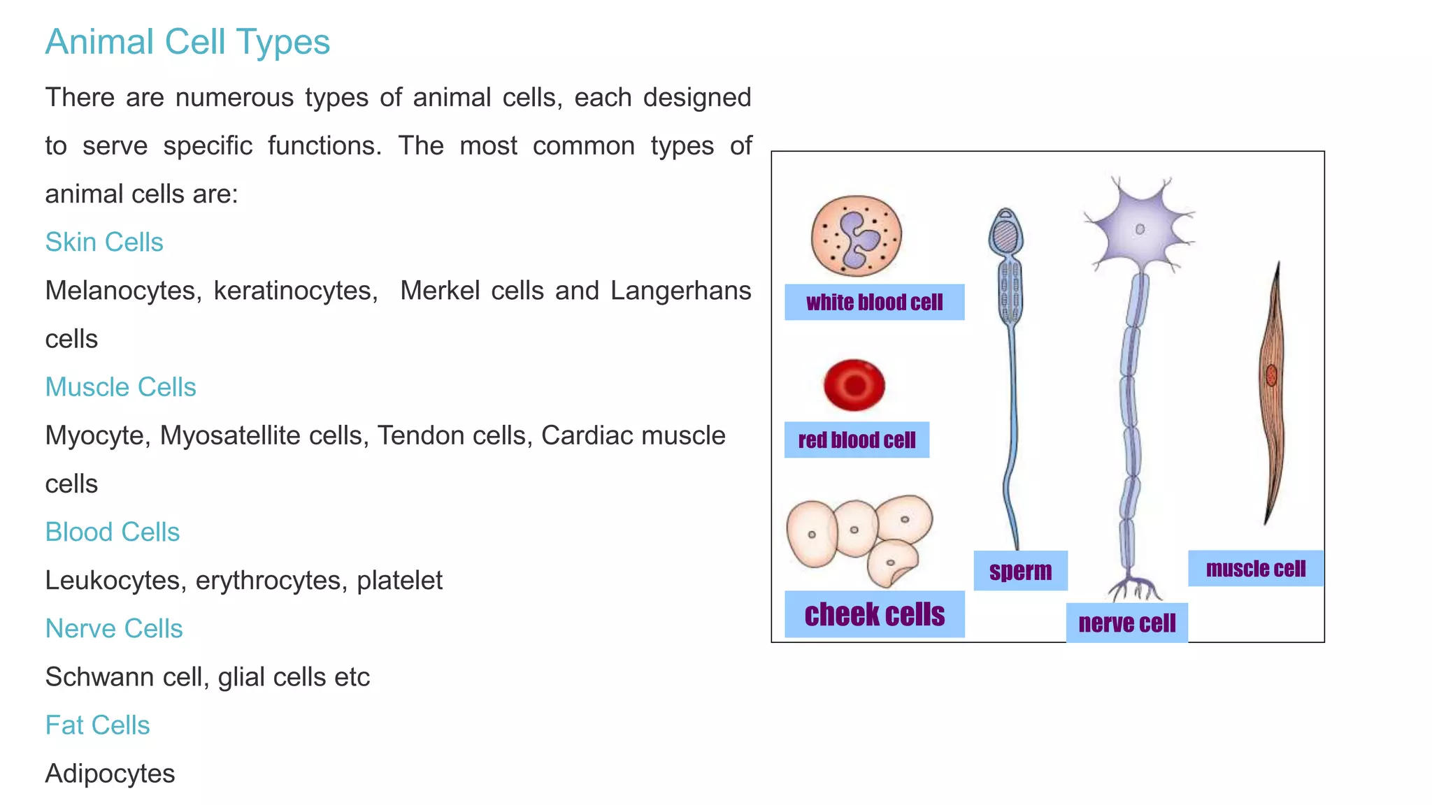 Animal Cell Types
There are numerous types of animal cells, each designed
to serve specific functions. The most common types of
animal cells are:
Skin Cells
Melanocytes, keratinocytes, Merkel cells and Langerhans
cells
Muscle Cells
Myocyte, Myosatellite cells, Tendon cells, Cardiac muscle
cells
Blood Cells
Leukocytes, erythrocytes, platelet
Nerve Cells
Schwann cell, glial cells etc
Fat Cells
Adipocytes
white blood cell
red blood cell
cheek cells
sperm
nerve cell
muscle cell
 
