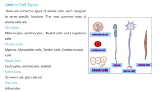 cell cycel , and its stages | PPTX