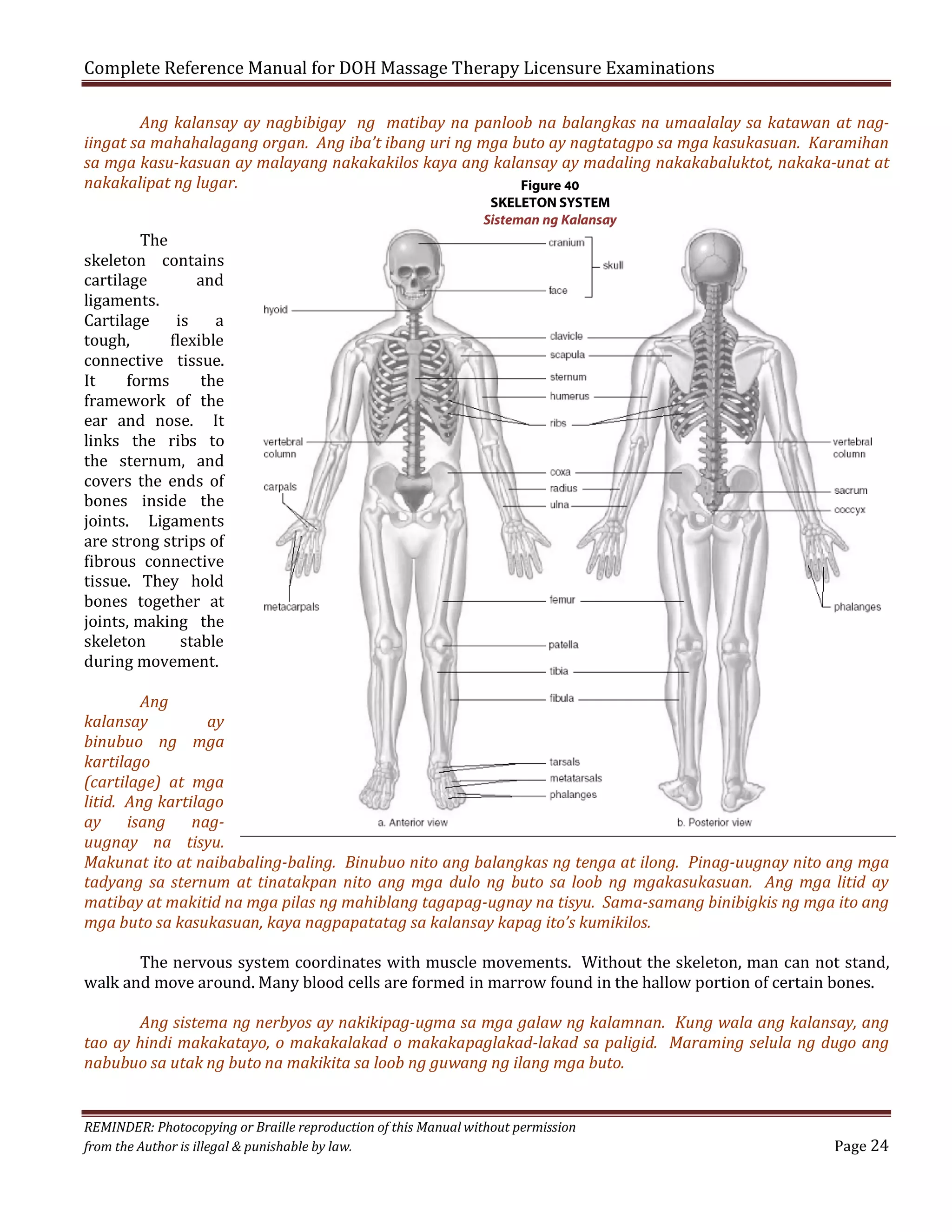 Complete Reference Manual for DOH Massage Therapy Licensure Examinations

Ang kalansay ay nagbibigay ng matibay na panloob na balangkas na umaalalay sa katawan at nagiingat sa mahahalagang organ. Ang iba’t ibang uri ng mga buto ay nagtatagpo sa mga kasukasuan. Karamihan
sa mga kasu-kasuan ay malayang nakakakilos kaya ang kalansay ay madaling nakakabaluktot, nakaka-unat at
nakakalipat ng lugar.
Figure 40
The
skeleton contains
cartilage
and
ligaments.
Cartilage
is
a
tough,
flexible
connective tissue.
It
forms
the
framework of the
ear and nose. It
links the ribs to
the sternum, and
covers the ends of
bones inside the
joints. Ligaments
are strong strips of
fibrous connective
tissue. They hold
bones together at
joints, making the
skeleton
stable
during movement.

SKELETON SYSTEM
Sisteman ng Kalansay

Ang
kalansay
ay
binubuo ng mga
kartilago
(cartilage) at mga
litid. Ang kartilago
ay
isang
naguugnay na tisyu.
Makunat ito at naibabaling-baling. Binubuo nito ang balangkas ng tenga at ilong. Pinag-uugnay nito ang mga
tadyang sa sternum at tinatakpan nito ang mga dulo ng buto sa loob ng mgakasukasuan. Ang mga litid ay
matibay at makitid na mga pilas ng mahiblang tagapag-ugnay na tisyu. Sama-samang binibigkis ng mga ito ang
mga buto sa kasukasuan, kaya nagpapatatag sa kalansay kapag ito’s kumikilos.

The nervous system coordinates with muscle movements. Without the skeleton, man can not stand,
walk and move around. Many blood cells are formed in marrow found in the hallow portion of certain bones.
Ang sistema ng nerbyos ay nakikipag-ugma sa mga galaw ng kalamnan. Kung wala ang kalansay, ang
tao ay hindi makakatayo, o makakalakad o makakapaglakad-lakad sa paligid. Maraming selula ng dugo ang
nabubuo sa utak ng buto na makikita sa loob ng guwang ng ilang mga buto.

REMINDER: Photocopying or Braille reproduction of this Manual without permission
from the Author is illegal & punishable by law.

Page 24

 