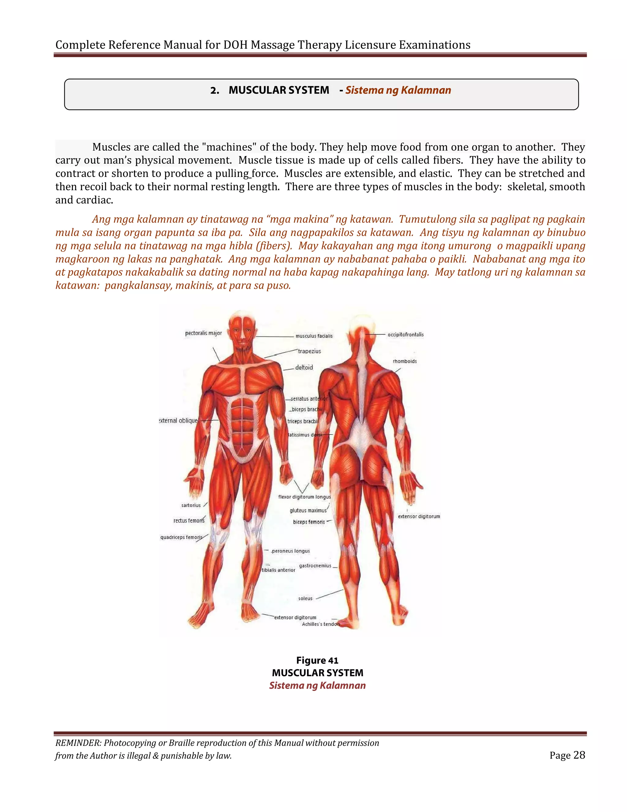 Complete Reference Manual for DOH Massage Therapy Licensure Examinations
2. MUSCULAR SYSTEM - Sistema ng Kalamnan
Muscles are called the "machines" of the body. They help move food from one organ to another. They
carry out man’s physical movement. Muscle tissue is made up of cells called fibers. They have the ability to
contract or shorten to produce a pulling force. Muscles are extensible, and elastic. They can be stretched and
then recoil back to their normal resting length. There are three types of muscles in the body: skeletal, smooth
and cardiac.
Ang mga kalamnan ay tinatawag na “mga makina” ng katawan. Tumutulong sila sa paglipat ng pagkain
mula sa isang organ papunta sa iba pa. Sila ang nagpapakilos sa katawan. Ang tisyu ng kalamnan ay binubuo
ng mga selula na tinatawag na mga hibla (fibers). May kakayahan ang mga itong umurong o magpaikli upang
magkaroon ng lakas na panghatak. Ang mga kalamnan ay nababanat pahaba o paikli. Nababanat ang mga ito
at pagkatapos nakakabalik sa dating normal na haba kapag nakapahinga lang. May tatlong uri ng kalamnan sa
katawan: pangkalansay, makinis, at para sa puso.

Figure 41
MUSCULAR SYSTEM
Sistema ng Kalamnan

REMINDER: Photocopying or Braille reproduction of this Manual without permission
from the Author is illegal & punishable by law.

Page 28

 