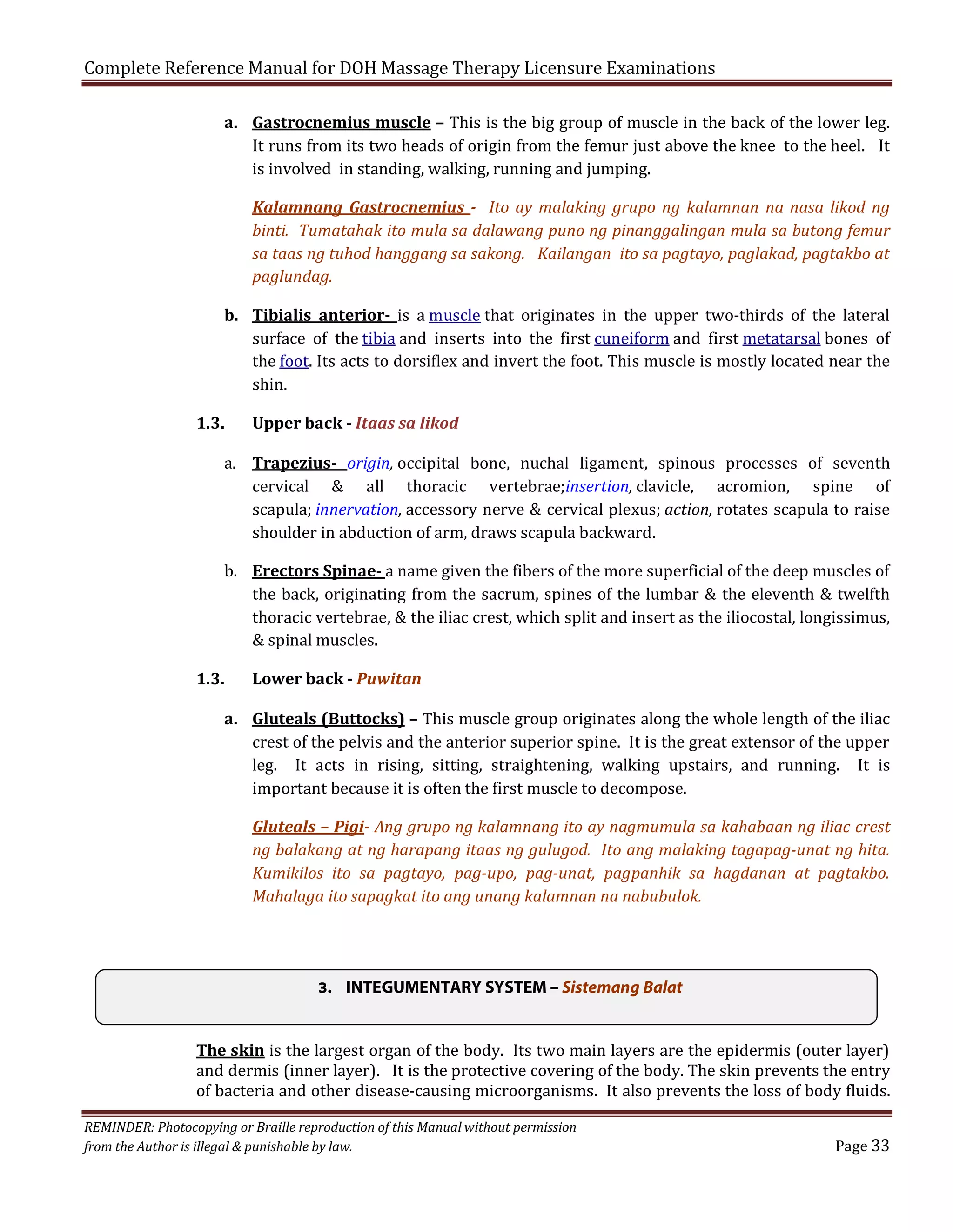 Complete Reference Manual for DOH Massage Therapy Licensure Examinations

a. Gastrocnemius muscle – This is the big group of muscle in the back of the lower leg.
It runs from its two heads of origin from the femur just above the knee to the heel. It
is involved in standing, walking, running and jumping.

Kalamnang Gastrocnemius - Ito ay malaking grupo ng kalamnan na nasa likod ng
binti. Tumatahak ito mula sa dalawang puno ng pinanggalingan mula sa butong femur
sa taas ng tuhod hanggang sa sakong. Kailangan ito sa pagtayo, paglakad, pagtakbo at
paglundag.

b. Tibialis anterior- is a muscle that originates in the upper two-thirds of the lateral
surface of the tibia and inserts into the first cuneiform and first metatarsal bones of
the foot. Its acts to dorsiflex and invert the foot. This muscle is mostly located near the
shin.

1.3.

Upper back - Itaas sa likod

a. Trapezius- origin, occipital bone, nuchal ligament, spinous processes of seventh
cervical & all thoracic vertebrae;insertion, clavicle, acromion, spine of
scapula; innervation, accessory nerve & cervical plexus; action, rotates scapula to raise
shoulder in abduction of arm, draws scapula backward.
b. Erectors Spinae- a name given the fibers of the more superficial of the deep muscles of
the back, originating from the sacrum, spines of the lumbar & the eleventh & twelfth
thoracic vertebrae, & the iliac crest, which split and insert as the iliocostal, longissimus,
& spinal muscles.

1.3.

Lower back - Puwitan

a. Gluteals (Buttocks) – This muscle group originates along the whole length of the iliac
crest of the pelvis and the anterior superior spine. It is the great extensor of the upper
leg. It acts in rising, sitting, straightening, walking upstairs, and running. It is
important because it is often the first muscle to decompose.
Gluteals – Pigi- Ang grupo ng kalamnang ito ay nagmumula sa kahabaan ng iliac crest
ng balakang at ng harapang itaas ng gulugod. Ito ang malaking tagapag-unat ng hita.
Kumikilos ito sa pagtayo, pag-upo, pag-unat, pagpanhik sa hagdanan at pagtakbo.
Mahalaga ito sapagkat ito ang unang kalamnan na nabubulok.

3. INTEGUMENTARY SYSTEM – Sistemang Balat
The skin is the largest organ of the body. Its two main layers are the epidermis (outer layer)
and dermis (inner layer). It is the protective covering of the body. The skin prevents the entry
of bacteria and other disease-causing microorganisms. It also prevents the loss of body fluids.

REMINDER: Photocopying or Braille reproduction of this Manual without permission
from the Author is illegal & punishable by law.

Page 33

 