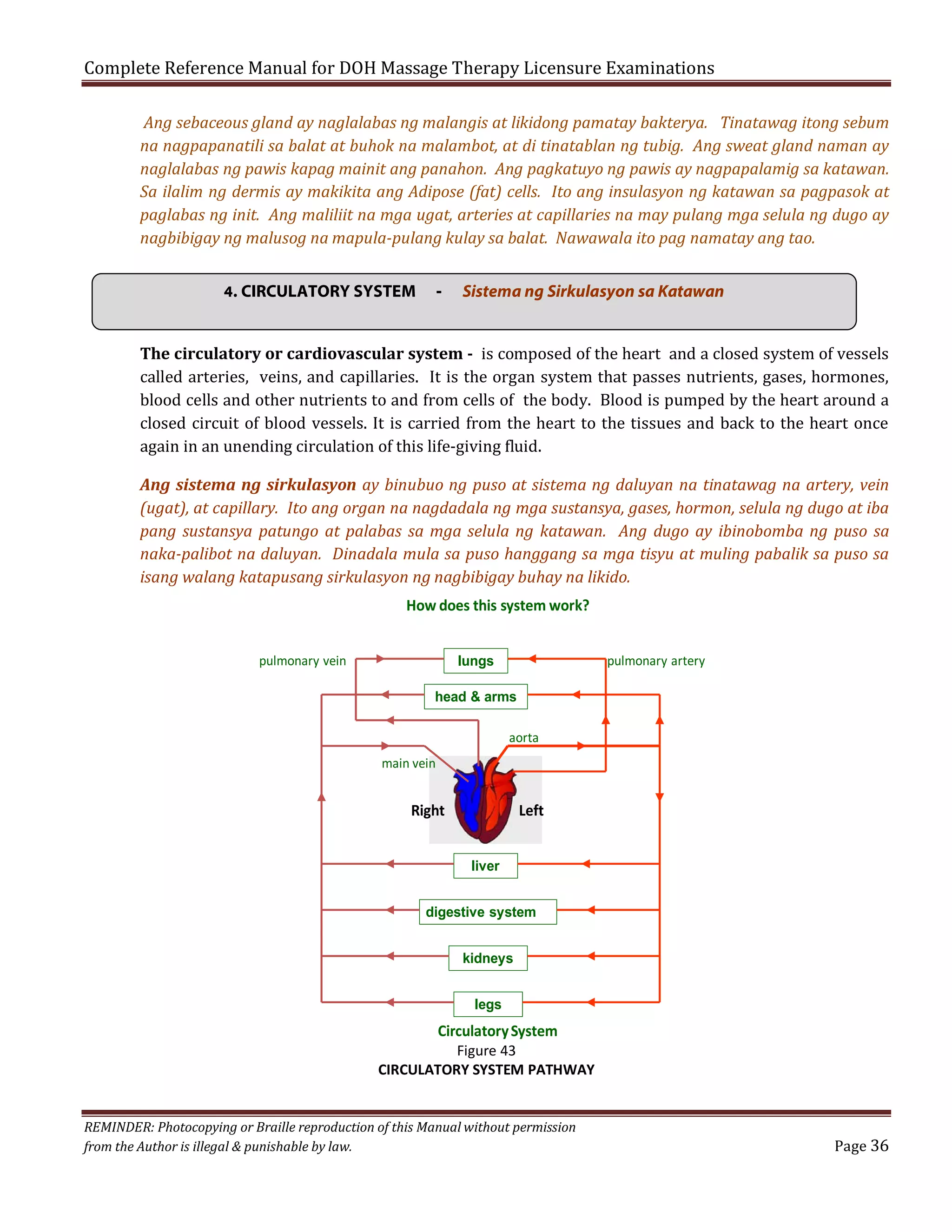 Complete Reference Manual for DOH Massage Therapy Licensure Examinations

Ang sebaceous gland ay naglalabas ng malangis at likidong pamatay bakterya. Tinatawag itong sebum
na nagpapanatili sa balat at buhok na malambot, at di tinatablan ng tubig. Ang sweat gland naman ay
naglalabas ng pawis kapag mainit ang panahon. Ang pagkatuyo ng pawis ay nagpapalamig sa katawan.
Sa ilalim ng dermis ay makikita ang Adipose (fat) cells. Ito ang insulasyon ng katawan sa pagpasok at
paglabas ng init. Ang maliliit na mga ugat, arteries at capillaries na may pulang mga selula ng dugo ay
nagbibigay ng malusog na mapula-pulang kulay sa balat. Nawawala ito pag namatay ang tao.
4. CIRCULATORY SYSTEM

-

Sistema ng Sirkulasyon sa Katawan

The circulatory or cardiovascular system - is composed of the heart and a closed system of vessels
called arteries, veins, and capillaries. It is the organ system that passes nutrients, gases, hormones,
blood cells and other nutrients to and from cells of the body. Blood is pumped by the heart around a
closed circuit of blood vessels. It is carried from the heart to the tissues and back to the heart once
again in an unending circulation of this life-giving fluid.

Ang sistema ng sirkulasyon ay binubuo ng puso at sistema ng daluyan na tinatawag na artery, vein
(ugat), at capillary. Ito ang organ na nagdadala ng mga sustansya, gases, hormon, selula ng dugo at iba
pang sustansya patungo at palabas sa mga selula ng katawan. Ang dugo ay ibinobomba ng puso sa
naka-palibot na daluyan. Dinadala mula sa puso hanggang sa mga tisyu at muling pabalik sa puso sa
isang walang katapusang sirkulasyon ng nagbibigay buhay na likido.
How does this system work?
pulmonary vein

pulmonary artery

lungs
head & arms
aorta
main vein

Right

Left
liver

digestive system
kidneys
legs

Circulatory System
Figure 43
CIRCULATORY SYSTEM PATHWAY
REMINDER: Photocopying or Braille reproduction of this Manual without permission
from the Author is illegal & punishable by law.

Page 36

 
