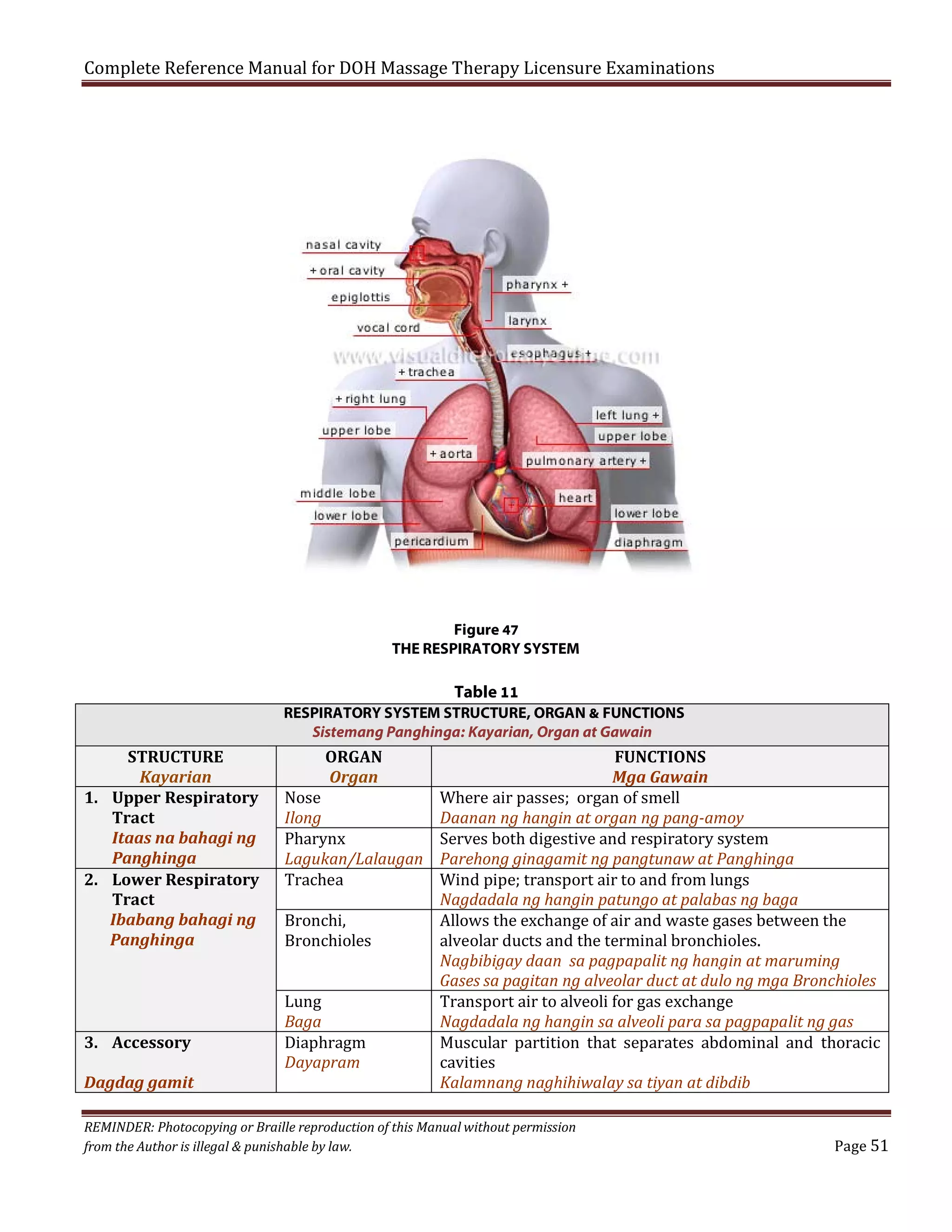 Complete Reference Manual for DOH Massage Therapy Licensure Examinations

Figure 47
THE RESPIRATORY SYSTEM

Table 11
RESPIRATORY SYSTEM STRUCTURE, ORGAN & FUNCTIONS
Sistemang Panghinga: Kayarian, Organ at Gawain

STRUCTURE
Kayarian
1. Upper Respiratory
Tract
Itaas na bahagi ng
Panghinga
2. Lower Respiratory
Tract
Ibabang bahagi ng
Panghinga

3. Accessory
Dagdag gamit

ORGAN
Organ

FUNCTIONS
Mga Gawain
Nose
Where air passes; organ of smell
Ilong
Daanan ng hangin at organ ng pang-amoy
Pharynx
Serves both digestive and respiratory system
Lagukan/Lalaugan Parehong ginagamit ng pangtunaw at Panghinga
Trachea
Wind pipe; transport air to and from lungs
Nagdadala ng hangin patungo at palabas ng baga
Bronchi,
Allows the exchange of air and waste gases between the
Bronchioles
alveolar ducts and the terminal bronchioles.
Nagbibigay daan sa pagpapalit ng hangin at maruming
Gases sa pagitan ng alveolar duct at dulo ng mga Bronchioles
Lung
Transport air to alveoli for gas exchange
Baga
Nagdadala ng hangin sa alveoli para sa pagpapalit ng gas
Diaphragm
Muscular partition that separates abdominal and thoracic
Dayapram
cavities
Kalamnang naghihiwalay sa tiyan at dibdib

REMINDER: Photocopying or Braille reproduction of this Manual without permission
from the Author is illegal & punishable by law.

Page 51

 