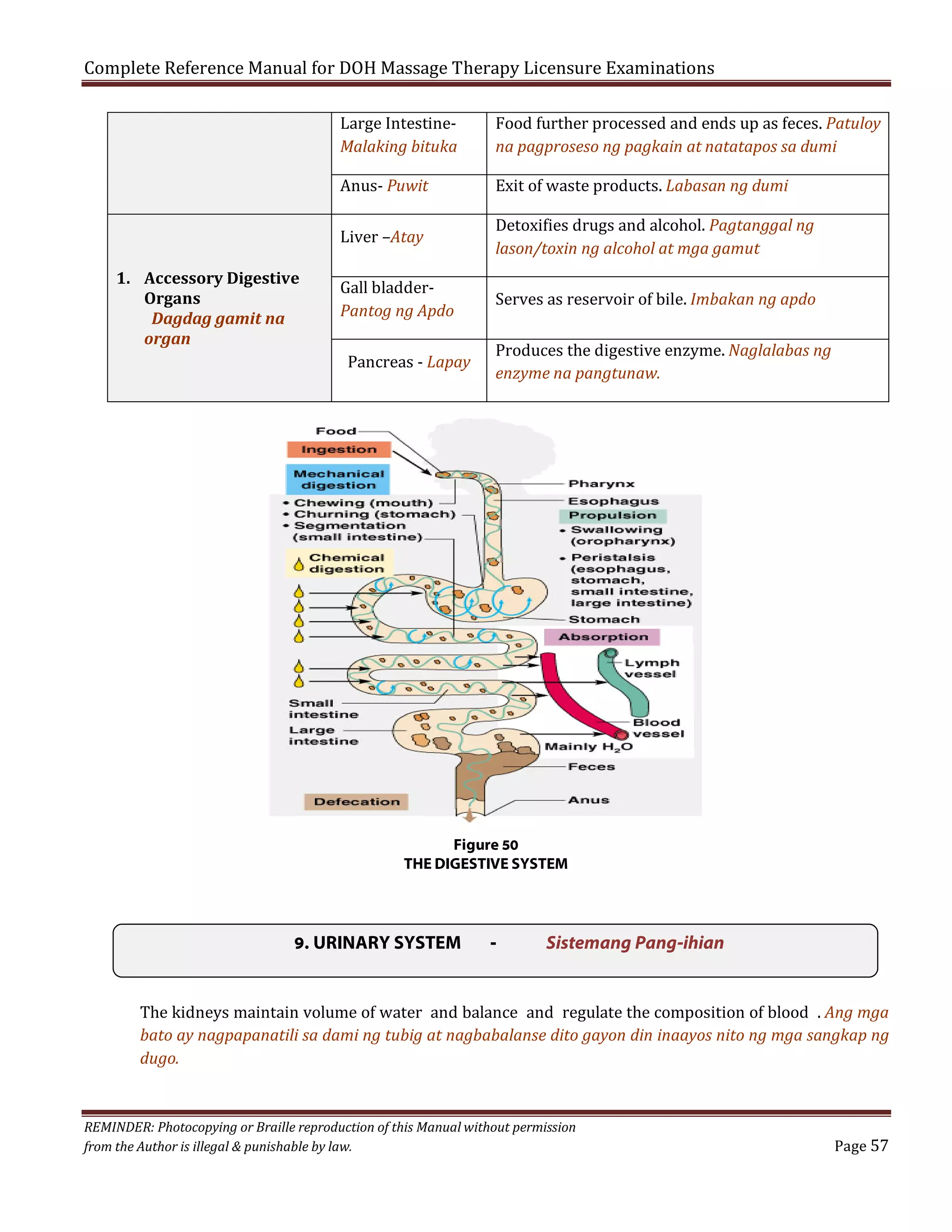 Complete Reference Manual for DOH Massage Therapy Licensure Examinations
Large IntestineMalaking bituka
Anus- Puwit
1. Accessory Digestive
Organs
Dagdag gamit na
organ

Liver –Atay

Gall bladderPantog ng Apdo

Pancreas - Lapay

Food further processed and ends up as feces. Patuloy
na pagproseso ng pagkain at natatapos sa dumi
Exit of waste products. Labasan ng dumi

Detoxifies drugs and alcohol. Pagtanggal ng
lason/toxin ng alcohol at mga gamut

Serves as reservoir of bile. Imbakan ng apdo

Produces the digestive enzyme. Naglalabas ng
enzyme na pangtunaw.

Figure 50
THE DIGESTIVE SYSTEM

9. URINARY SYSTEM

-

Sistemang Pang-ihian

The kidneys maintain volume of water and balance and regulate the composition of blood . Ang mga
bato ay nagpapanatili sa dami ng tubig at nagbabalanse dito gayon din inaayos nito ng mga sangkap ng
dugo.

REMINDER: Photocopying or Braille reproduction of this Manual without permission
from the Author is illegal & punishable by law.

Page 57

 