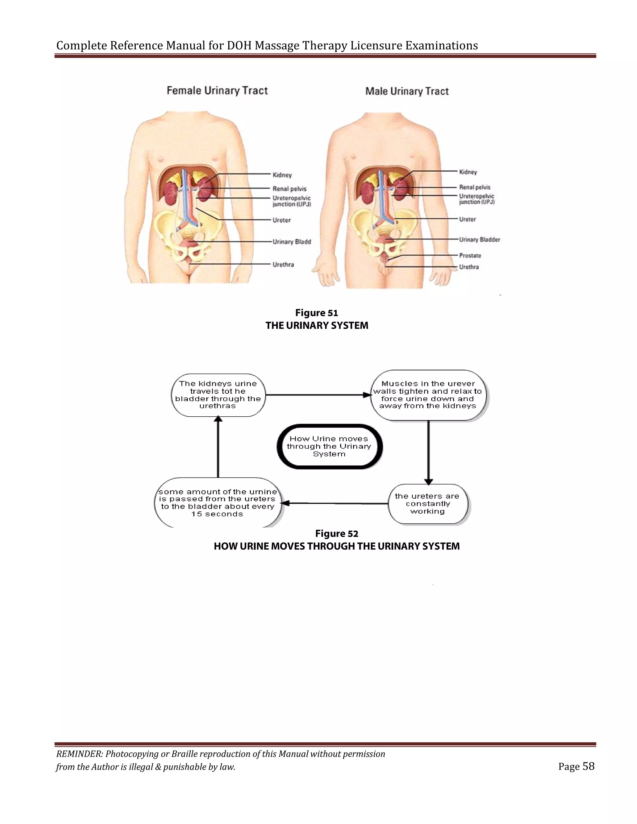 Complete Reference Manual for DOH Massage Therapy Licensure Examinations

Figure 51
THE URINARY SYSTEM

Figure 52
HOW URINE MOVES THROUGH THE URINARY SYSTEM

REMINDER: Photocopying or Braille reproduction of this Manual without permission
from the Author is illegal & punishable by law.

Page 58

 