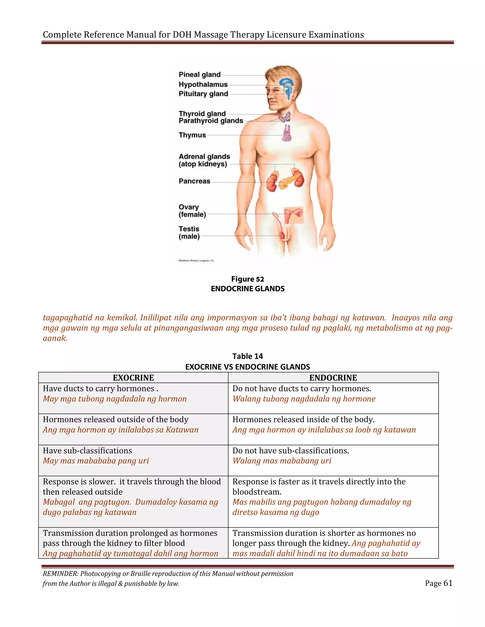 Complete Reference Manual for DOH Massage Therapy Licensure Examinations

Figure 52
ENDOCRINE GLANDS

tagapaghatid na kemikal. Inililipat nila ang impormasyon sa iba’t ibang bahagi ng katawan. Inaayos nila ang
mga gawain ng mga selula at pinangangasiwaan ang mga proseso tulad ng paglaki, ng metabolismo at ng pagaanak.
Table 14
EXOCRINE VS ENDOCRINE GLANDS
EXOCRINE
ENDOCRINE
Have ducts to carry hormones .
Do not have ducts to carry hormones.
May mga tubong nagdadala ng hormon
Walang tubong nagdadala ng hormone
Hormones released outside of the body
Ang mga hormon ay inilalabas sa Katawan

Hormones released inside of the body.
Ang mga hormon ay inilalabas sa loob ng katawan

Response is slower. it travels through the blood
then released outside
Mabagal ang pagtugon. Dumadaloy kasama ng
dugo palabas ng katawan

Response is faster as it travels directly into the
bloodstream.
Mas mabilis ang pagtugon habang dumadaloy ng
diretso kasama ng dugo

Have sub-classifications
May mas mabababa pang uri

Transmission duration prolonged as hormones
pass through the kidney to filter blood
Ang paghahatid ay tumatagal dahil ang hormon

Do not have sub-classifications.
Walang mas mababang uri

Transmission duration is shorter as hormones no
longer pass through the kidney. Ang paghahatid ay
mas madali dahil hindi na ito dumadaan sa bato

REMINDER: Photocopying or Braille reproduction of this Manual without permission
from the Author is illegal & punishable by law.

Page 61

 