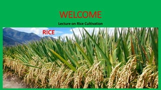 WELCOME
Lecture on Rice Cultivation
RICE
 
