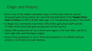 How Rice Was Invented Complete Rice Cultivation.pptx