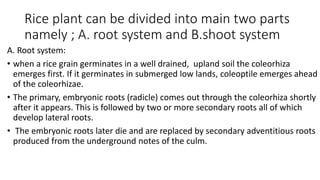Primary Roots In Rice Complete Rice Cultivation.pptx