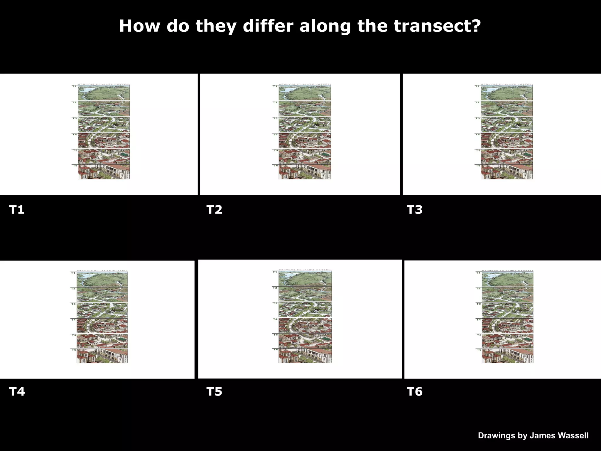 How do they differ along the transect? Drawings by James Wassell T1 T2 T3 T4 T5 T6 