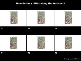 How do they differ along the transect? Drawings by James Wassell T1 T2 T3 T4 T5 T6 