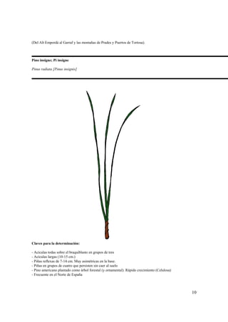 (Del Alt Empordà al Garraf y las montañas de Prades y Puertos de Tortosa).



Pino insigne; Pi insigne

Pinus radiata [Pinus insignis]




Claves para la determinación:

- Acículas todas sobre el braquiblasto en grupos de tres
- Acículas largas (10-15 cm.)
- Piñas reflexas de 7-14 cm. Muy asimétricas en la base.
- Piñas en grupos de cuatro que persisten sin caer al suelo
- Pino americano plantado como árbol forestal (y ornamental). Rápido crecimiento (Celulosa)
- Frecuente en el Norte de España



                                                                                              10
 