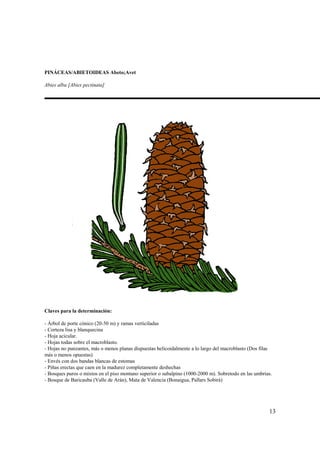 PINÁCEAS/ABIETOIDEAS Abeto;Avet

Abies alba [Abies pectinata]




Claves para la determinación:

- Árbol de porte cónico (20-50 m) y ramas verticiladas
- Corteza lisa y blanquecina
- Hoja acicular.
- Hojas todas sobre el macroblasto.
- Hojas no punzantes, más o menos planas dispuestas helicoidalmente a lo largo del macroblasto (Dos filas
más o menos opuestas)
- Envés con dos bandas blancas de estomas
- Piñas erectas que caen en la madurez completamente deshechas
- Bosques puros o mixtos en el piso montano superior o subalpino (1000-2000 m). Sobretodo en las umbrías.
- Bosque de Baricauba (Valle de Arán), Mata de Valencia (Bonaigua, Pallars Sobirà)




                                                                                                       13
 