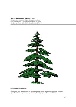 PINÁCEAS/LARICOIDEAS Cedros; Cedres
Científico: Cedrus atlantica-Cedrus deodara-Cedrus libani
Cast: Cedro del Atlas;Cedro del Himalaya;Cedro del Líbano
Cat: Cedre de l'Atlas;Cedre de l'Himàlaia;Cedre del Líban




Claves para la determinación:

-Árboles muy altos, de porte cónico con acículas dispuestas sobre el braquiblasto (en haces de 10 o más y
agrupadas en forma de pincel con las puntas muy abiertas) y algunas sobre el macroblasto.


                                                                                                            15
 