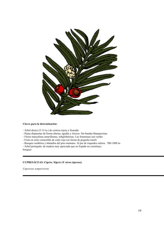 Claves para la determinación:

- Árbol dioico (5-15 m.) de corteza rojiza y fisurada.
- Hojas dispuestas de forma alterna, agudas y tóxicas. Sin bandas blanquecinas
- Flores masculinas amarillentas, subglobulosas. Las femeninas son verdes
- Fruto en arilo comestible de color rojo (en forma de pequeño tonel)
- Bosques sombríos y húmedos del piso montano. Al pie de roquedos calizos. 500-1800 m.
- Árbol protegido, de madera muy apreciada que en España no constituye
bosques



CUPRESÁCEAS: Ciprés; Xiprer (Y otros cipreses)

Cupressus sempervirens




                                                                                         19
 