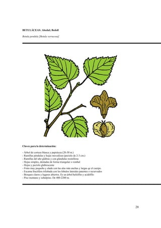 BETULÁCEAS: Abedul; Bedoll

Betula pendula [Betula verrucosa]




Claves para la determinación:

- Árbol de corteza blanca y papirácea (20-30 m.)
- Ramillas péndulas y hojas movedizas (pecíolo de 2-3 cm.)
- Ramillas del año glabras y con glándulas resiníferas
- Hojas simples, dentadas de forma triangular o rombal
- Hojas y pecíolo glabrescente
- Fruto muy pequeño y alado con las alas más anchas y largas qe el cuerpo.
- Escama fructífera trilobada con los lóbulos laterales patentes o recurvados
- Bosques claros y lugares abiertos. Es un árbol heliófito y acidófilo
- Piso montano y subalpino. De 400-2200 m.




                                                                                28
 