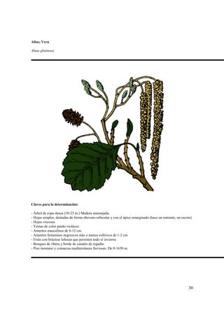 Aliso; Vern

Alnus glutinosa




Claves para la determinación:

- Árbol de copa densa (10-25 m.) Madera anaranjada.
- Hojas simples, dentadas de forma obovato-orbicular y con el ápice emarginado (hace un entrante, un escote)
- Hojas viscosas
- Yemas de color pardo-violáceo
- Amentos masculinos de 6-12 cm.
- Amentos femeninos negruzcos más o menos esféricos de 1-2 cm
- Fruto con brácteas leñosas que persisten todo el invierno
- Bosques de ribera y borde de canales de regadío
- Piso montano y comarcas mediterráneas lluviosas. De 0-1650 m.




                                                                                                         30
 