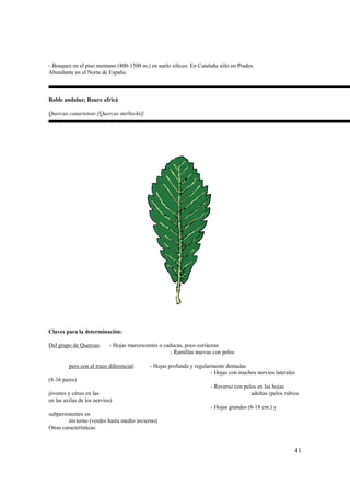 - Bosques en el piso montano (800-1500 m.) en suelo silíceo. En Cataluña sólo en Prades.
Abundante en el Norte de España.



Roble andaluz; Roure africà

Quercus canariensis [Quercus mirbeckii]




Claves para la determinación:

Del grupo de Quercus:      - Hojas marcescentes o caducas, poco coriáceas
                                                    - Ramillas nuevas con pelos

         pero con el trazo diferencial:    - Hojas profunda y regularmente dentadas
                                                                     - Hojas con muchos nervios laterales
(8-16 pares)
                                                                     - Reverso con pelos en las hojas
jóvenes y céreo en las                                                                adultas (pelos rubios
en las axilas de los nervios)
                                                                     - Hojas grandes (6-18 cm.) y
subpersistentes en
         invierno (verdes hasta medio invierno)
Otras características:



                                                                                                         41
 