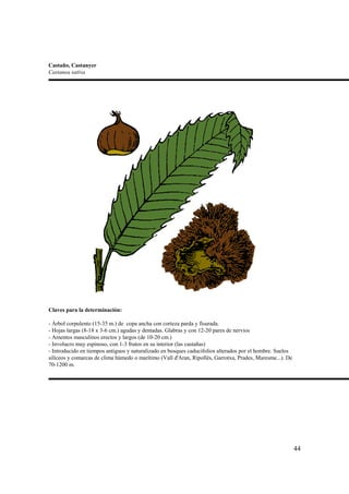 Castaño, Castanyer
Castanea sativa




Claves para la determinación:

- Árbol corpulento (15-35 m.) de copa ancha con corteza parda y fisurada.
- Hojas largas (8-18 x 3-6 cm.) agudas y dentadas. Glabras y con 12-20 pares de nervios
- Amentos masculinos erectos y largos (de 10-20 cm.)
- Involucro muy espinoso, con 1-3 frutos en su interior (las castañas)
- Introducido en tiempos antiguos y naturalizado en bosques caducifolios alterados por el hombre. Suelos
silíceos y comarcas de clima húmedo o marítimo (Vall d'Aran, Ripollès, Garrotxa, Prades, Maresme...). De
70-1200 m.




                                                                                                           44
 
