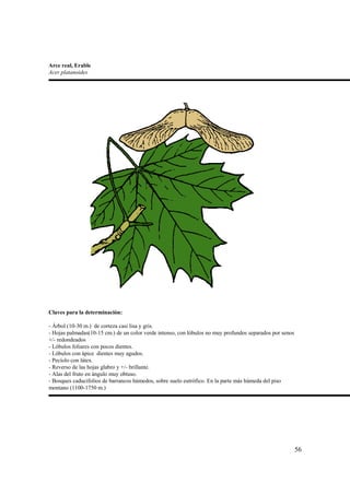 Arce real, Erable
Acer platanoides




Claves para la determinación:

- Árbol (10-30 m.) de corteza casi lisa y gris.
- Hojas palmadas(10-15 cm.) de un color verde intenso, con lóbulos no muy profundos separados por senos
+/- redondeados
- Lóbulos foliares con pocos dientes.
- Lóbulos con ápice dientes muy agudos.
- Pecíolo con látex.
- Reverso de las hojas glabro y +/- brillante.
- Alas del fruto en ángulo muy obtuso.
- Bosques caducifolios de barrancos húmedos, sobre suelo eutrófico. En la parte más húmeda del piso
montano (1100-1750 m.)




                                                                                                          56
 