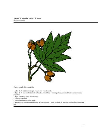 Majuelo de montaña, Moixera de pastor
Sorbus torminalis




Claves para la determinación:

- Árbol (5-20 m.) de corteza gris oscuro muy poco fisurada.
- Hojas (5-10 cm.) profundamente lobuladas, pinnatífidas o pinnatipartidas, con los lóbulos superiores más
pequeños.
- Hojas serradas y con el pecíolo largo.
- Flores en corimbos.
- Frutos obovoides de color pardo.
- Bosques principalmente caducifolios del piso monano y zonas lluviosas de la región mediterránea (100-1400
m.)




                                                                                                        77
 