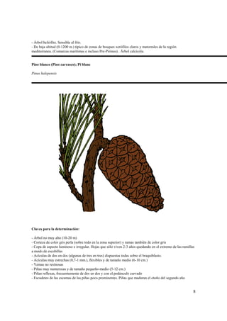 - Árbol heliófito. Sensible al frío.
- De baja altitud (0-1200 m.) típico de zonas de bosques xerófilos claros y matorrales de la región
mediterranea. (Comarcas marítimas e incluso Pre-Pirineo) . Árbol calcícola.


Pino blanco (Pino carrasco); Pi blanc

Pinus halepensis




Claves para la determinación:

- Árbol no muy alto (10-20 m)
- Corteza de color gris perla (sobre todo en la zona superior) y ramas también de color gris
- Copa de aspecto luminoso e irregular. Hojas que sólo viven 2-3 años quedando en el extremo de las ramillas
a modo de escobillas
- Acículas de dos en dos (algunas de tres en tres) dispuestas todas sobre el braquiblasto.
- Acículas muy estrechas (0,7-1 mm.), flexibles y de tamaño medio (6-10 cm.)
- Yemas no resinosas
- Piñas muy numerosas y de tamaño pequeño-medio (5-12 cm.)
- Piñas reflexas, frecuentemente de dos en dos y con el pedúnculo curvado
- Escudetes de las escamas de las piñas poco prominentes. Piñas que maduran el otoño del segundo año


                                                                                                           8
 