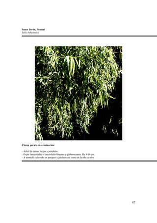 Sauce llorón, Desmai
Salix babylonica




Claves para la determinación:

- Árbol de ramas largas y péndulas.
- Hojas lanceoladas o lanceolado-lineares y glabrescentes. De 8-16 cm.
- A menudo cultivado en parques y jardines así como en la riba de ríos




                                                                         87
 