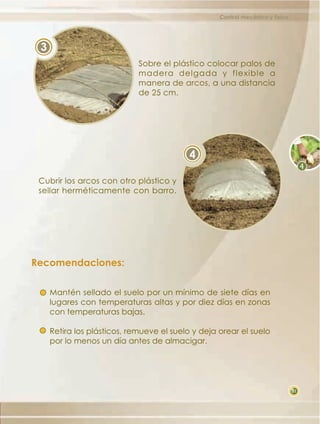 Control mecánico y físico

3
Sobre el plástico colocar palos de
madera delgada y flexible a
manera de arcos, a una distancia
de 25 cm.

4
Cubrir los arcos con otro plástico y
sellar herméticamente con barro.

Recomendaciones:
Mantén sellado el suelo por un mínimo de siete días en
lugares con temperaturas altas y por diez días en zonas
con temperaturas bajas.
Retira los plásticos, remueve el suelo y deja orear el suelo
por lo menos un día antes de almacigar.

31

 