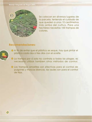 Manejo Integrado de Plagas (MIP)

3

Se colocan en diversos lugares de
la parcela, teniendo el cuidado de
que queden a unos 10 centímetros
más arriba del cultivo. Para una
hectárea necesitas 100 trampas de
colores.

Recomendaciones:
A fin de evitar que el plástico se seque, hay que pintar el
plástico cada dos o tres días con el aceite.
La trampa por sí sola no controla a todas las plagas, es
necesario utilizar tambien otros métodos de control.
Las trampas amarillas son efectivas para el control de
pulgones y moscas blancas, las azules son para el control
de trips.

38

 