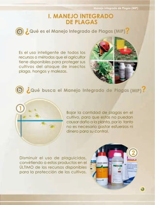 Manejo Integrado de Plagas (MIP)

I. MANEJO INTEGRADO
DE PLAGAS

?

?

a

Qué es el Manejo Integrado de Plagas (MIP)

Es el uso inteligente de todos los
recursos o métodos que el agricultor
tiene disponibles para proteger sus
cultivos del ataque de insectos
plaga, hongos y malezas.

1

?

?

b

Qué busca el Manejo Integrado de Plagas (MIP)

Bajar la cantidad de plagas en el
cultivo, para que estas no puedan
causar daño a la planta, por lo tanto
no es necesario gastar esfuerzos ni
dinero para su control.

Disminuir el uso de plaguicidas,
convirtiendo a estos productos en el
ÚLTIMO de los recursos disponibles
para la protección de los cultivos.

2

5

 
