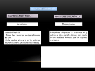 RECEPTORES COLINÉRGICOS
RECEPTORES MUSCARÍNICOSRECEPTORES NICOTÍNICOS
Ionotópicos Metabotrópico
Se encuentran en:
• Todas las neuronas postganglionares
del SNA
•En la médula adrenal y en las uniones
neuromusculares (músculo esquelético).
Receptores acoplados a proteínas G y
activan a otros canales iónicos por medio
de una cascada mediada por un segundo
mensajero
Receptor M1, abunda en el encéfalo (aumenta el IP3 y
calcio)
Receptor M2, abunda en el corazón
Receptor M3, se encuentra en el tejido glandular y el
músculo liso
Receptor M4, abunda en el páncreas y el pulmón
Receptor M5, se cree que actúa a nivel de las glándulas
salivales y el músculo ciliar
 