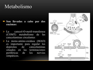  Son llevadas a cabo por dos
enzimas:
 La catecol-O-metil-transferasa
(COMT) metabolismo de las
catecolaminas circulantes
 La mono-amino-oxidasa (MAO)
es importante para regular los
depósitos de catecolaminas
situados en las terminaciones
periféricas de los nervios
simpáticos.
Metabolismo
 