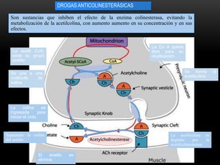 DROGAS ANTICOLINESTERÁSICAS
Son sustancias que inhiben el efecto de la enzima colinesterasa, evitando la
metabolización de la acetilcolina, con aumento aumento en su concentración y en sus
efectos.
La acetil CoA,
sede su grupo
acetilo
Se une a una
molécula de
colina
Se forma la
acetilcolina
La Co A queda
libre para su
reutilización
La acetilcolina es
degrada por la
acetilcolinesterasa
Separando la colina
del acetilo
La colina es
ingresada para
iniciar el ciclo
El acetilo se
elimina
 