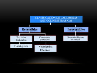 CLASIFICACIÓN DE LAS DROGAS
ANTICOLINESTERÁSICAS
Reversibles Irreversibles
Terciarias
(naturales)
Cuaternarias
(sintéticas)
Fisostigmina Neostigmina
Edrofonio
Sustancias Órgano
fosforados
 