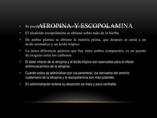 ATROPINA Y ESCOPOLAMINA• Se puede obtener de manera natural de la planta atropa bella.
• El alcaloide escopolamina se obtiene sobre todo de la hierba
• De ambas plantas se obtiene la materia prima, que después se unirá a un
ácido aromático y un ácido trópico.
• La única diferencia química que hay entre ambos compuestos, es un puente
de oxigeno entre los carbonos
• El éster intacto de la atropina y el ácido trópico son esenciales para el efecto
antimnuscarinico de la atropina.
• Cuando estos se administran por vía parenteral, los derivados del amonio
cuaternario de la atropina y la escopolamina son mas potentes.
• En administración enteral su absorción es mala y poco confiable
 