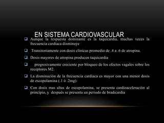 EN SISTEMA CARDIOVASCULAR Aunque la respuesta dominante es la taquicardia, muchas veces la
frecuencia cardíaca disminuye
 Transitoriamente con dosis clínicas promedio de .4 a .6 de atropina.
 Dosis mayores de atropina producen taquicardia
 progresivamente creciente por bloqueo de los efectos vagales sobre los
receptores M2.
 La disminución de la frecuencia cardiaca es mayor con una menor dosis
de escopolamina (.1 ó .2mg)
 Con dosis mas altas de escopolamina, se presenta cardioaceleración al
principio, y después se presenta un periodo de bradicardia
 