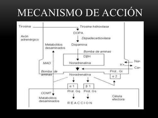 MECANISMO DE ACCIÓN
 