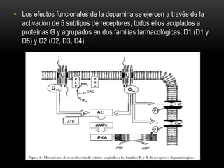 • Los efectos funcionales de la dopamina se ejercen a través de la
activación de 5 subtipos de receptores, todos ellos acoplados a
proteínas G y agrupados en dos familias farmacológicas, D1 (D1 y
D5) y D2 (D2, D3, D4).
 