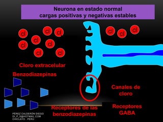 PÉREZ CALDERÓN DIEGO
DI_P_S@HOTMAIL.COM
CHICLAYO . PERÚ
Receptores de las
benzodiazepinas
Receptores
GABA
Canales de
cloro
Neurona en estado normal
cargas positivas y negativas estables
cl
cl
cl
clcl
cl
cl cl
cl
cl cl
cl
Cloro extracelular
Benzodiazepinas
 