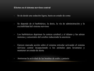 Efectos en el sistema nervioso central
- Se da desde una sedación ligera, hasta un estado de coma
- Se depende de el barbitúrico, la dosis, la vía de administración y la
excitabilidad del sistema nervioso
- Los barbitúricos deprimen la corteza cerebral y el tálamo y las aéreas
motoras y sensoriales del cerebro induciendo la anestesia
- Ejercen marcada acción sobre el sistema reticular activando el sistema
nervioso central incapacitando a los animales para levantarse y
mantener un estado de alerta
- Aminoran la actividad de las bombas de sodio y potasio
 