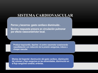 SISTEMA CARDIOVASCULAR
Perros y becerros: gasto cardiaco disminuido .
Bovino: respuesta presora en circulación pulmonar
por efecto vasoconstrictor local.
Produce taquicardia, deprime el centro vasomotor ocasionando
vasodilatación con reducción de la presión sanguínea, induce a
choque vascular.
Efectos del tiopental: disminución del gasto cardiaco, disminución
del volumen y flujo sanguíneo en las extremidades, disminución en
el flujo sanguíneo cerebral, arritmias.
 