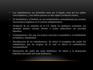 • Los tiobarbituricos son destruidos tanto por el hígado como por los tejidos
extra hepáticos, y este último proceso es más rápido (oxidación tisular).
• El fenobarbital y el barbital, no son metabolizados, principalmente por enzimas
microsomicas hepáticas en el retículo endoplasmatico.
• Oxidación de los radicales en el C5, donde los productos resultantes son
alcoholes polares, cetonas, fenoles o ácidos carboxílicos sin actividad
hipnótica.
• N-dealquilacion. Por esta vía el perro convierte el metorbital y el mefobarbital
en barbital y fenobarbital
• Desulfuración de los tiobarbituricos. Se refiere al reemplazo del azufre del
tiobarbiturico por un oxigeno de lo cual se deriva el oxibarbiturico
correspondiente.
• Destrucción del anillo del acido barbitúrico. Se refiere a la destrucción
hidrolítica del anillo del acido barbitúrico.
 